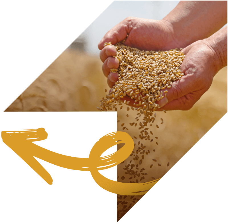 An arrow pointing forward with the visuals of a set of hands holding grain in a farm field